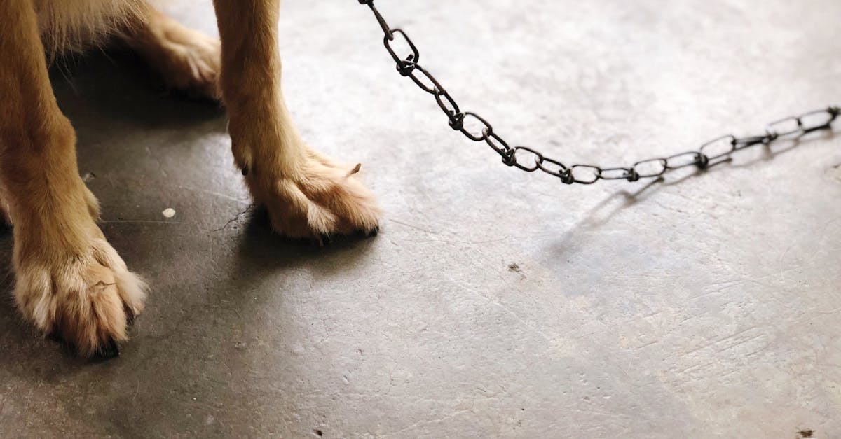 découvrez le bondage, une pratique artistique et érotique axée sur l'immobilisation et la confiance entre partenaires. explorez ses origines, ses techniques sécuritaires et ses conseils pour une expérience respectueuse et consensuelle.