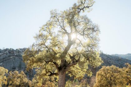 découvrez tout sur l’orgasme clitoridien : définition, explications, conseils et astuces pour mieux comprendre et atteindre ce plaisir féminin.