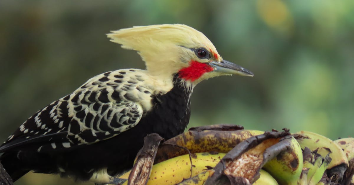 découvrez le plaisir du jeu sensuel avec notre plumeau érotique. idéal pour éveiller les sens et explorer de nouvelles sensations lors de vos moments intimes. parfait pour pimenter vos soirées romantiques.