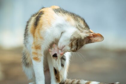 découvrez tout ce qu'il faut savoir sur les masturbateurs : types, utilisations, avantages et conseils pour choisir l'accessoire qui vous conviendra le mieux pour une expérience intime plus satisfaisante.
