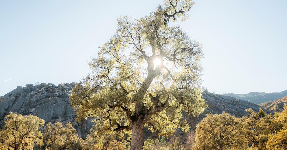 découvrez ce qu'est l'orgasme, ses différentes formes et son importance dans le bien-être sexuel. informations, conseils et explications sur l'expérience de l'orgasme pour mieux comprendre la sexualité.