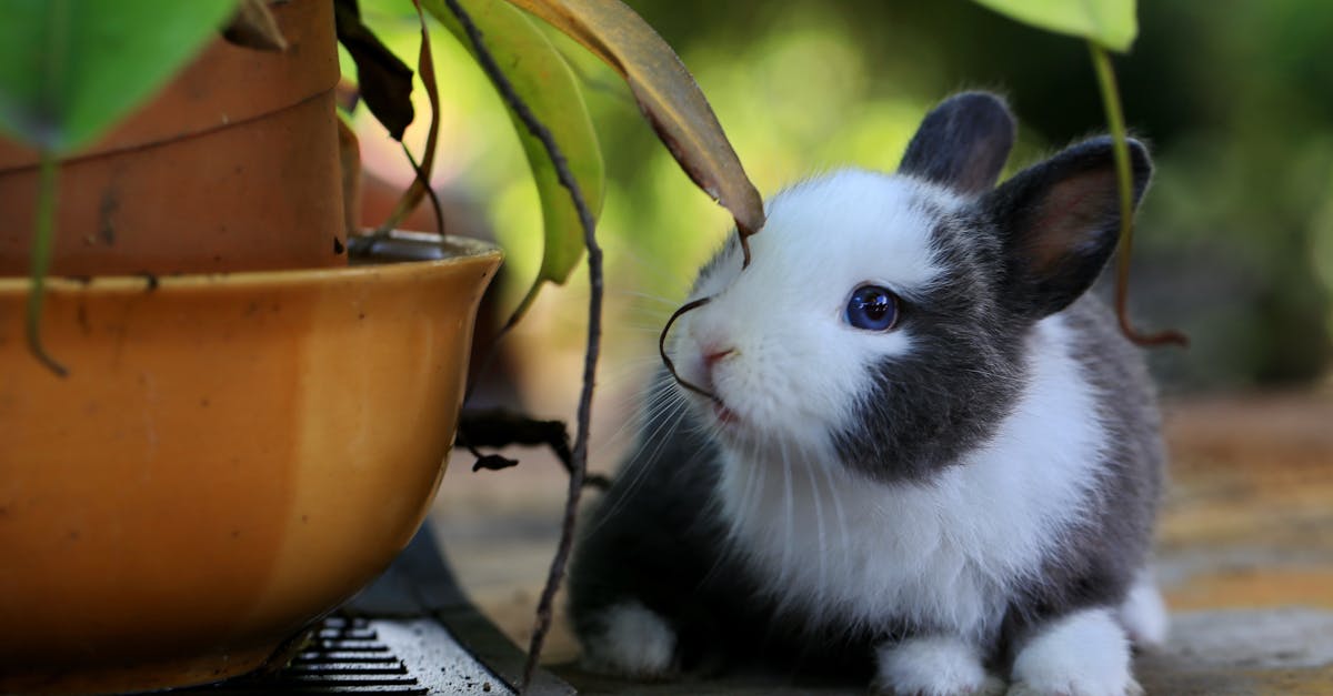 découvrez tout sur le lapin : habitat, alimentation, comportement et conseils pour en prendre soin. nos guides pratiques vous aident à mieux comprendre ce petit animal attachant.