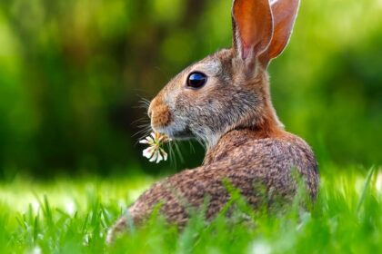 découvrez tout sur le lapin : ses caractéristiques, son habitat, son alimentation, et les conseils pour en prendre soin comme animal de compagnie. informations utiles et astuces pour mieux connaître ce petit mammifère attachant.
