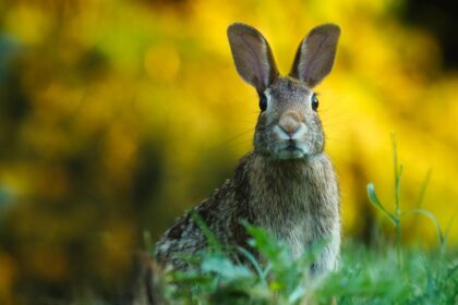 découvrez tout sur le lapin : ses caractéristiques, son habitat, son alimentation et les conseils pour en prendre soin comme animal de compagnie.