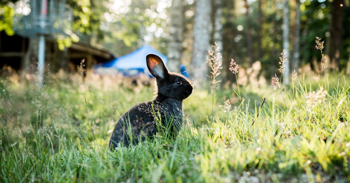 découvrez tout sur le lapin : caractéristiques, habitat naturel, alimentation et conseils pour l’élever en animal de compagnie. informations pratiques et guide complet sur le lapin.