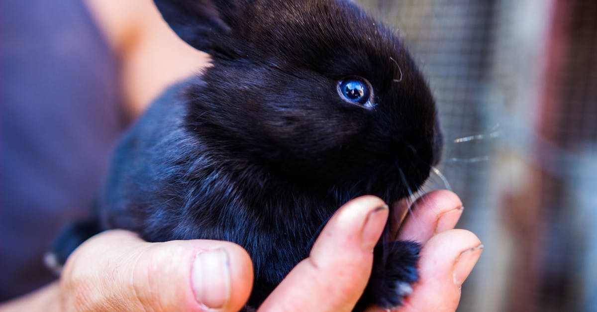 découvrez tout sur le lapin : caractéristiques, habitat, alimentation et conseils pour en prendre soin. informations essentielles pour passionnés et débutants !