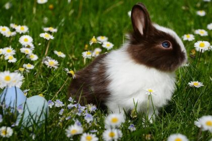 découvrez le plaisir ultime avec un rabbit vibrator : un sextoy innovant qui combine stimulation du point g et du clitoris pour des sensations intenses. idéal pour explorer la sensualité en solo ou en couple.