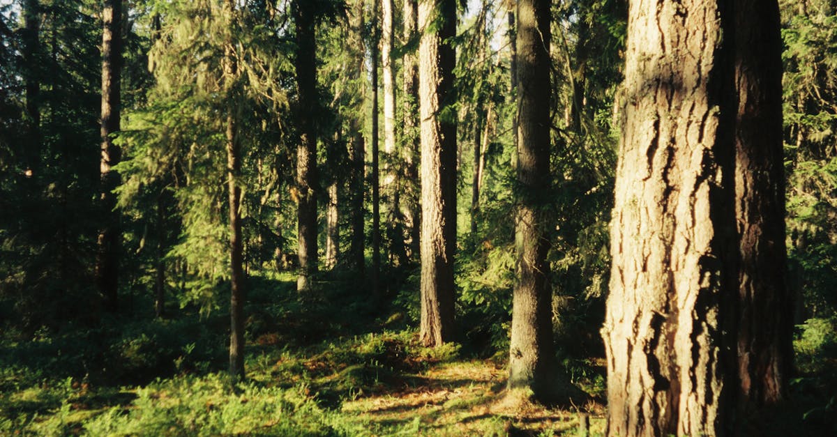 découvrez comment l’exploration sexuelle peut enrichir votre vie, renforcer la confiance et favoriser une relation épanouissante. conseils, idées et informations pour explorer votre sexualité en toute sécurité et sans tabou.